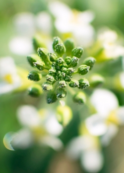 護(hù)眼綠葉植物壁紙